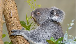 Preview wallpaper koala, animal, tree, leaves, wildlife