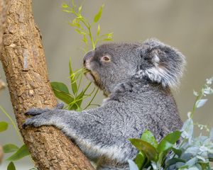 Preview wallpaper koala, animal, tree, leaves, wildlife