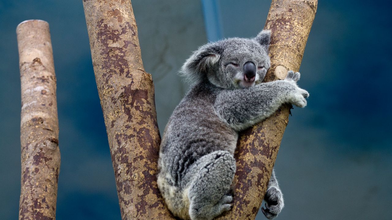 Wallpaper koala, animal, tree, wildlife