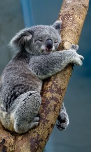 Preview wallpaper koala, animal, tree, wildlife