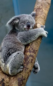 Preview wallpaper koala, animal, tree, wildlife