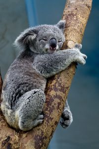 Preview wallpaper koala, animal, tree, wildlife