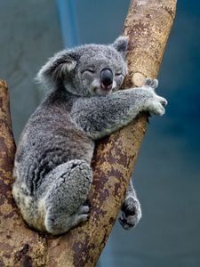 Preview wallpaper koala, animal, tree, wildlife