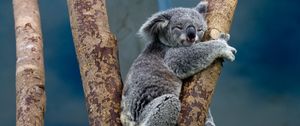 Preview wallpaper koala, animal, tree, wildlife