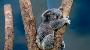 Preview wallpaper koala, animal, tree, wildlife