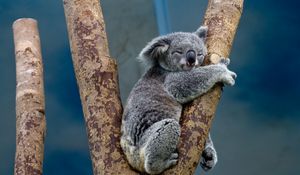 Preview wallpaper koala, animal, tree, wildlife