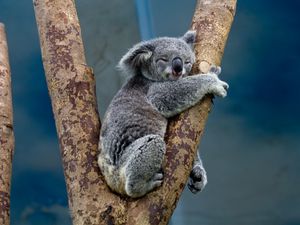 Preview wallpaper koala, animal, tree, wildlife