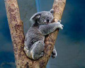 Preview wallpaper koala, animal, tree, wildlife