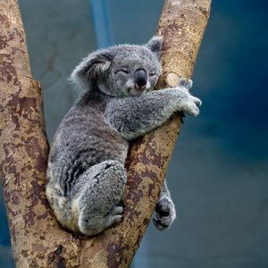 Preview wallpaper koala, animal, tree, wildlife