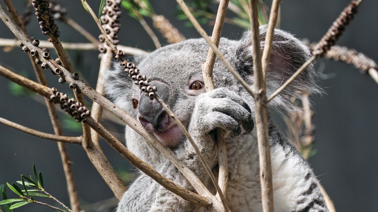 Wallpaper koala, animal, tree, branches, wildlife