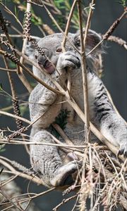 Preview wallpaper koala, animal, tree, branches, wildlife