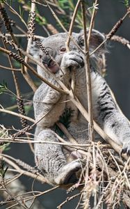 Preview wallpaper koala, animal, tree, branches, wildlife