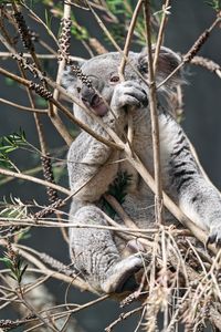 Preview wallpaper koala, animal, tree, branches, wildlife