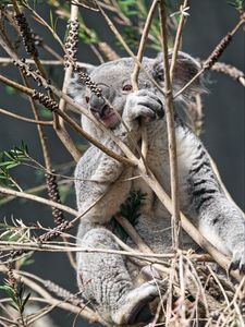 Preview wallpaper koala, animal, tree, branches, wildlife