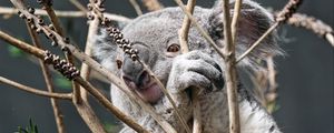 Preview wallpaper koala, animal, tree, branches, wildlife