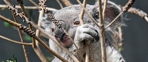 Preview wallpaper koala, animal, tree, branches, wildlife