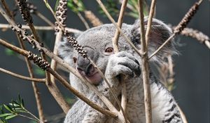 Preview wallpaper koala, animal, tree, branches, wildlife