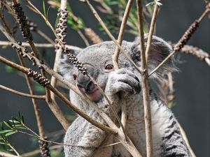 Preview wallpaper koala, animal, tree, branches, wildlife