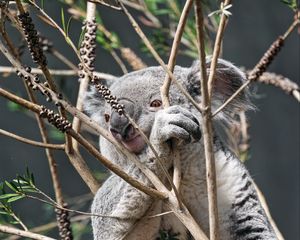 Preview wallpaper koala, animal, tree, branches, wildlife