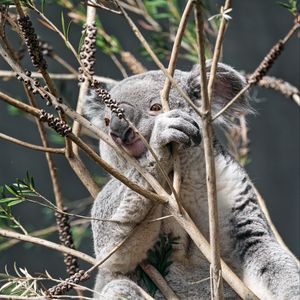 Preview wallpaper koala, animal, tree, branches, wildlife