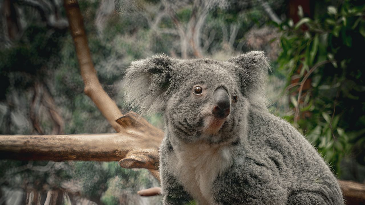 Wallpaper koala, animal, wildlife, branch