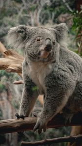 Preview wallpaper koala, animal, wildlife, branch