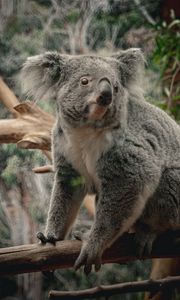 Preview wallpaper koala, animal, wildlife, branch