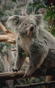 Preview wallpaper koala, animal, wildlife, branch