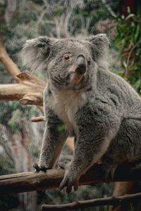 Preview wallpaper koala, animal, wildlife, branch