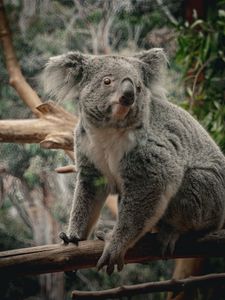 Preview wallpaper koala, animal, wildlife, branch