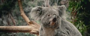 Preview wallpaper koala, animal, wildlife, branch