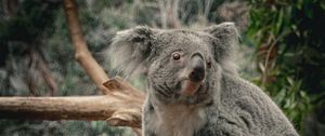 Preview wallpaper koala, animal, wildlife, branch