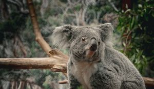 Preview wallpaper koala, animal, wildlife, branch