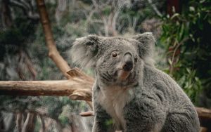 Preview wallpaper koala, animal, wildlife, branch