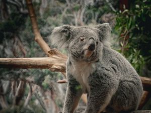 Preview wallpaper koala, animal, wildlife, branch