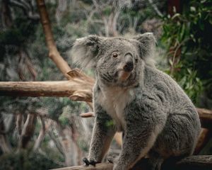 Preview wallpaper koala, animal, wildlife, branch