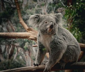 Preview wallpaper koala, animal, wildlife, branch