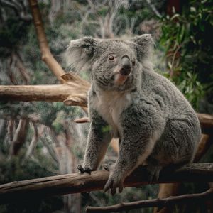 Preview wallpaper koala, animal, wildlife, branch