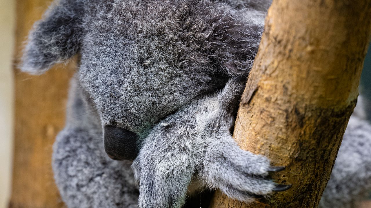 Wallpaper koala, animal, wildlife, pose, cute