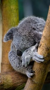 Preview wallpaper koala, animal, wildlife, pose, cute