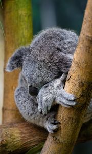 Preview wallpaper koala, animal, wildlife, pose, cute