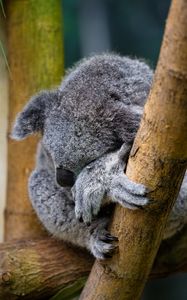 Preview wallpaper koala, animal, wildlife, pose, cute