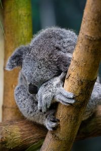 Preview wallpaper koala, animal, wildlife, pose, cute