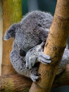 Preview wallpaper koala, animal, wildlife, pose, cute