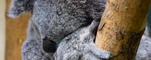 Preview wallpaper koala, animal, wildlife, pose, cute