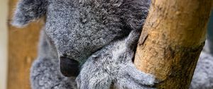 Preview wallpaper koala, animal, wildlife, pose, cute