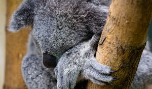 Preview wallpaper koala, animal, wildlife, pose, cute