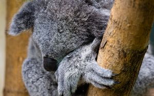 Preview wallpaper koala, animal, wildlife, pose, cute