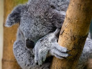 Preview wallpaper koala, animal, wildlife, pose, cute