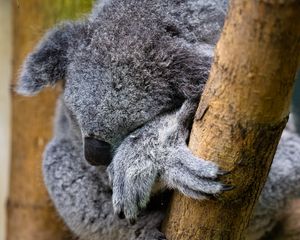 Preview wallpaper koala, animal, wildlife, pose, cute